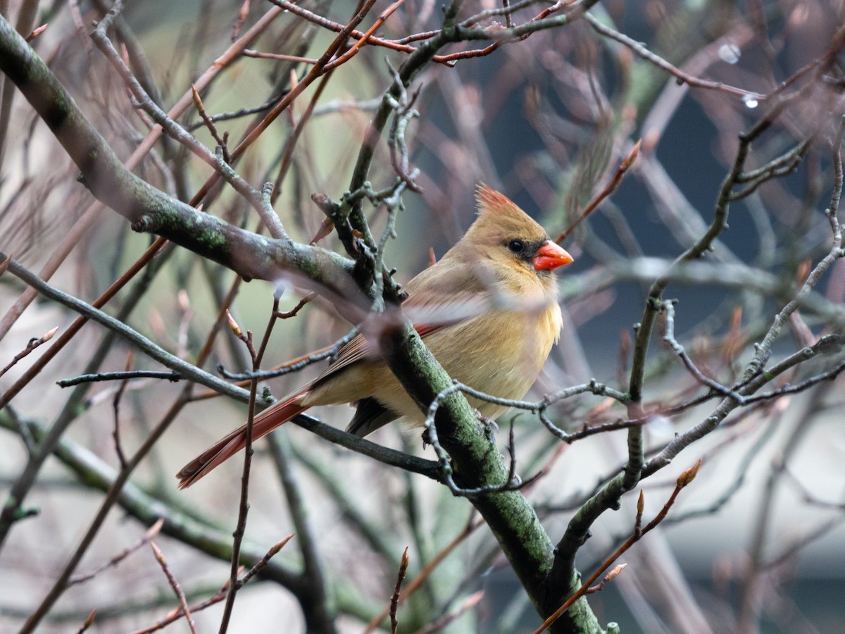 Northern Cardinal - ML401704371