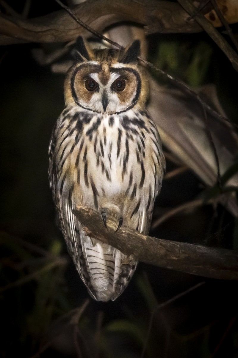 Striped Owl - ML401704431