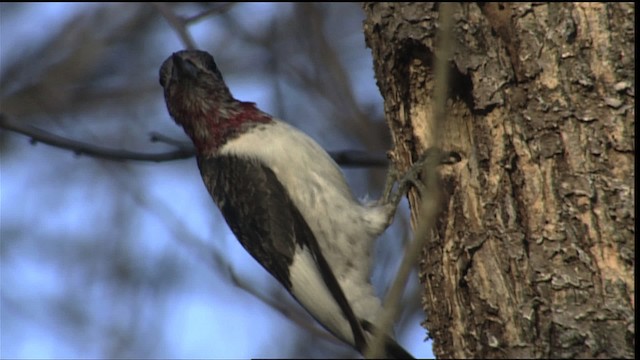Red-headed Woodpecker - ML401705