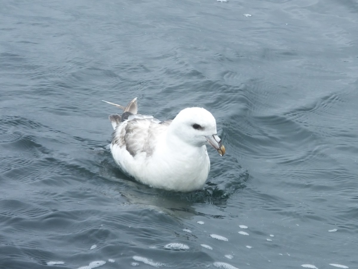 Fulmar Boreal - ML40170641