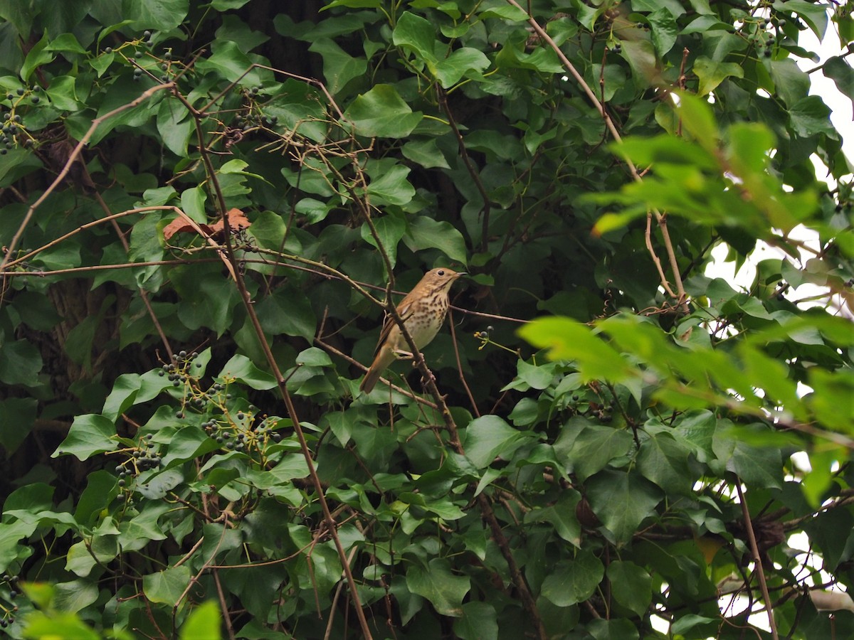 Hermit Thrush - ML401706671