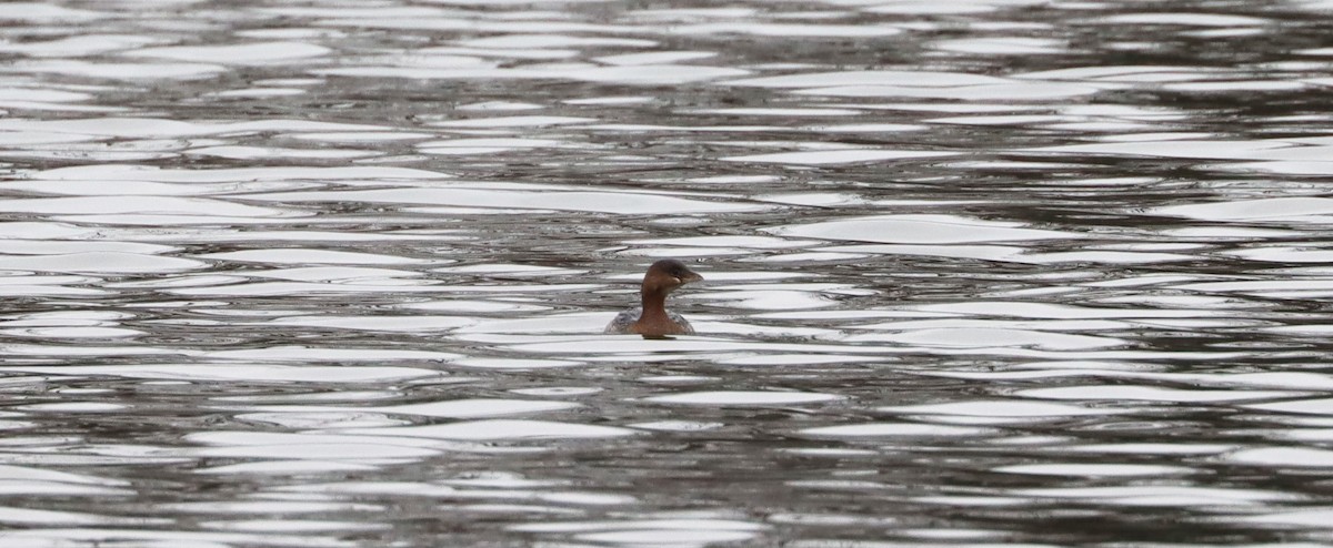 Pied-billed Grebe - ML401706841