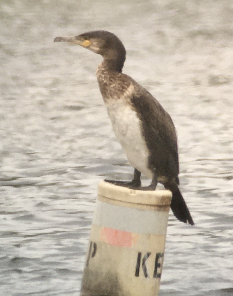 Great Cormorant - ML401709851