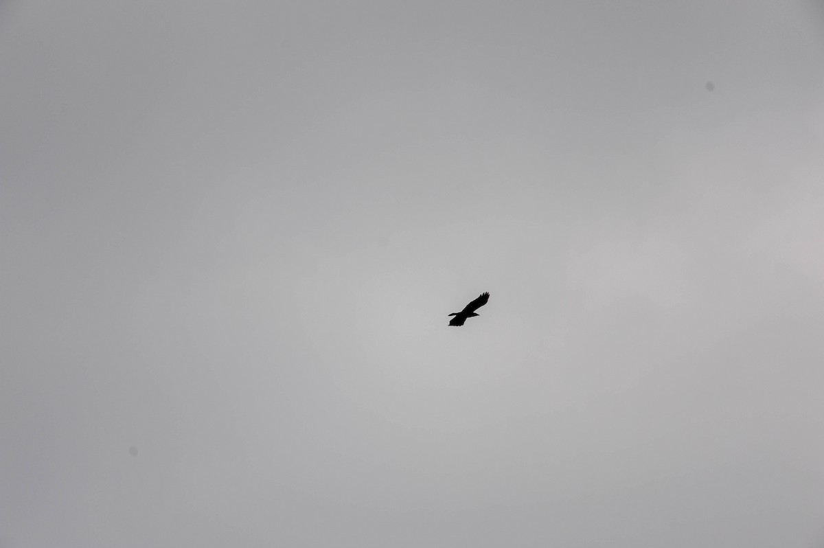 Fish Crow - ML401712141