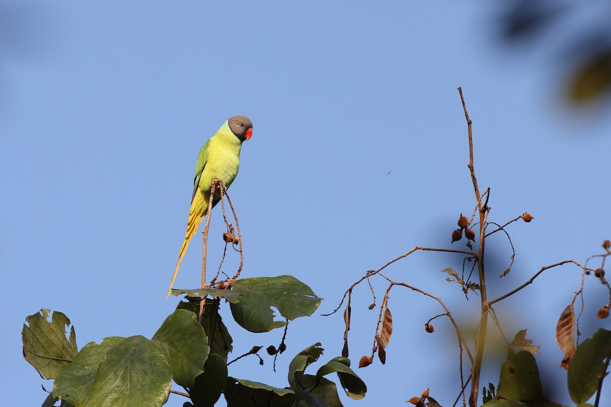 Gray-headed Parakeet - Jan-Peter  Kelder