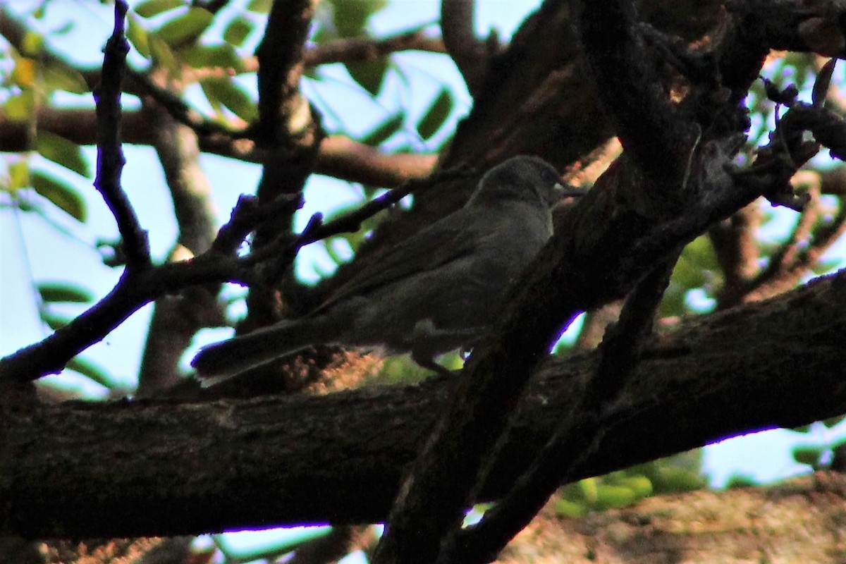 White-gaped Honeyeater - ML401713741