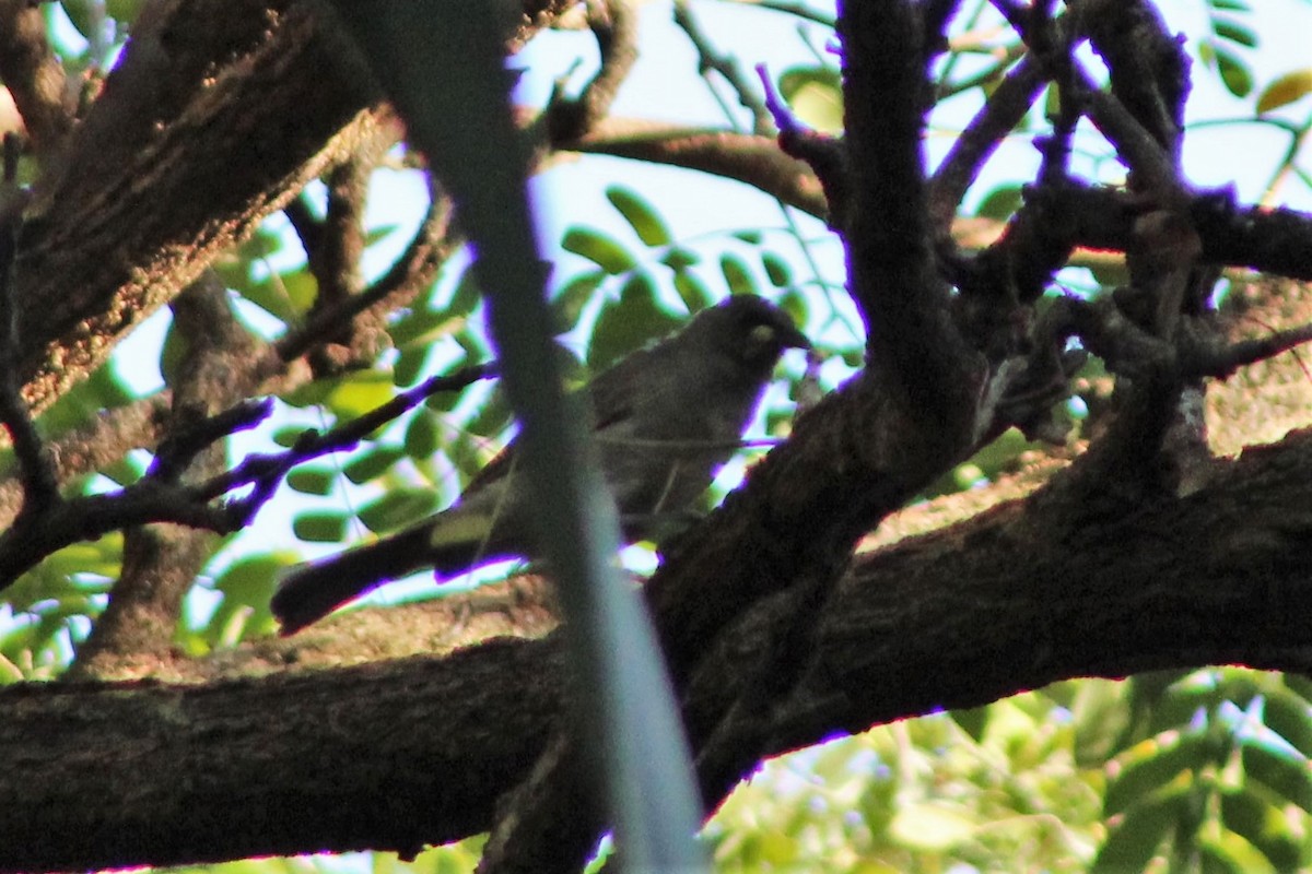 White-gaped Honeyeater - ML401713751