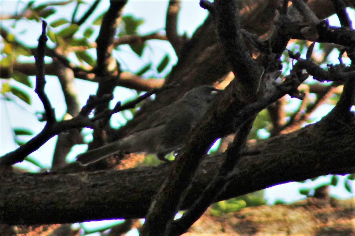 White-gaped Honeyeater - ML401713761