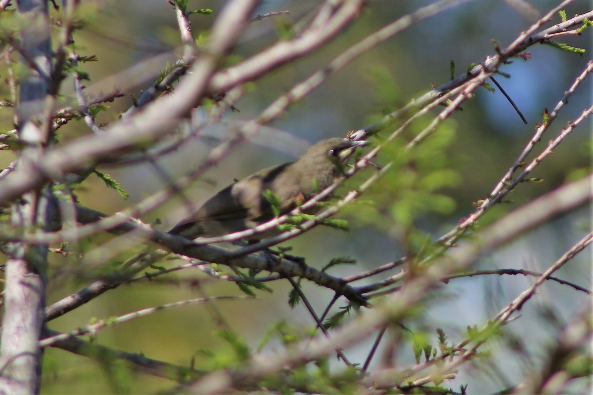 White-gaped Honeyeater - ML401713881