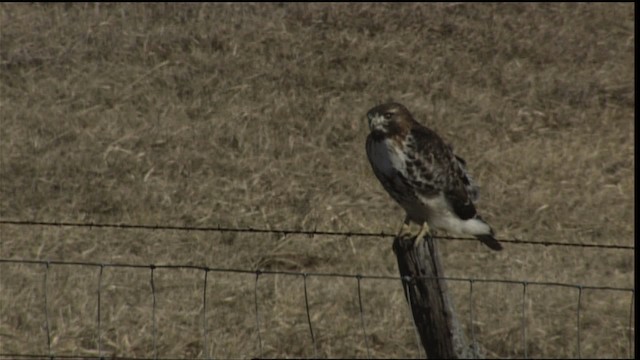 Red-tailed Hawk - ML401714