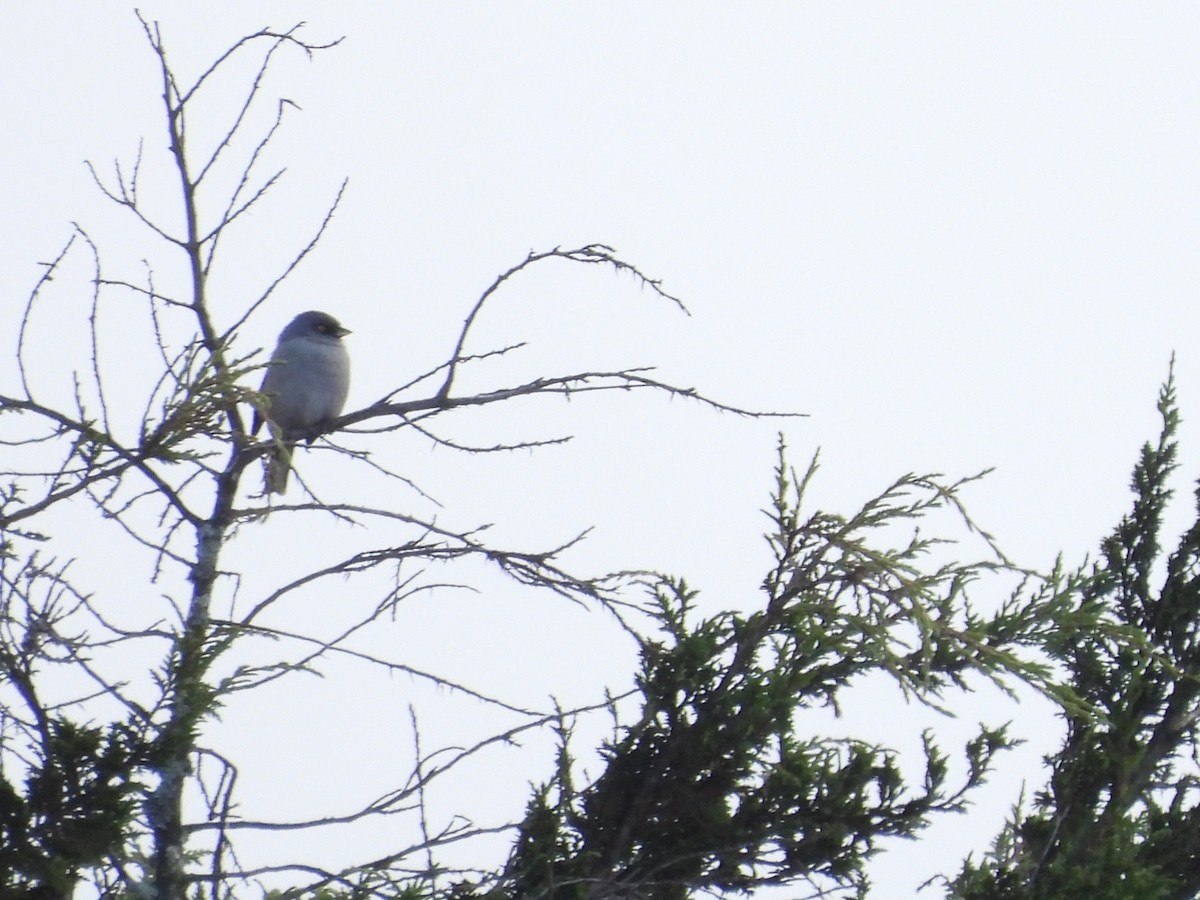 Yellow-eyed Junco (Guatemalan) - ML401714501