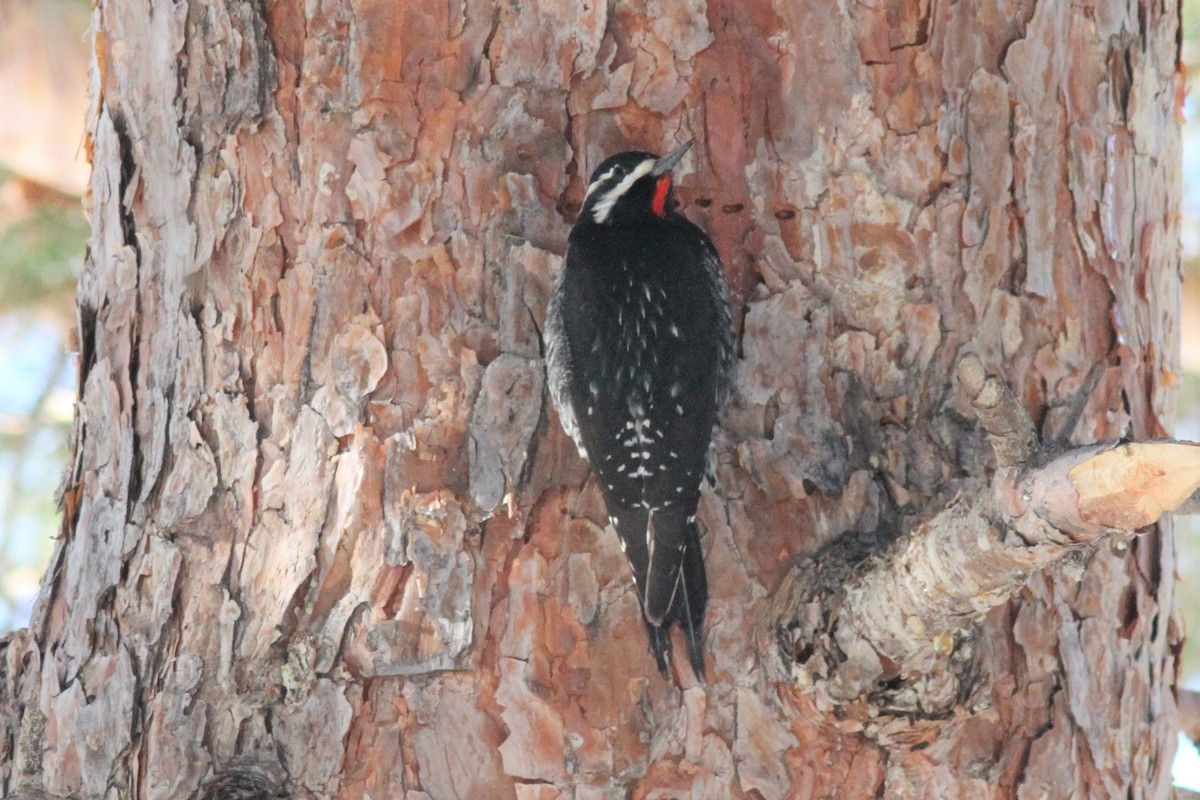 Williamson's Sapsucker - ML401714611