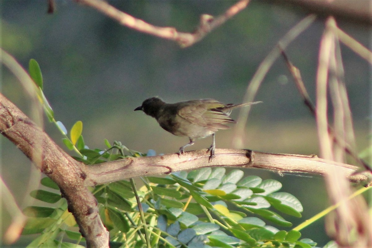 White-gaped Honeyeater - ML401715291