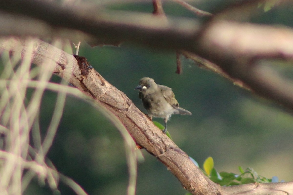 White-gaped Honeyeater - ML401715641