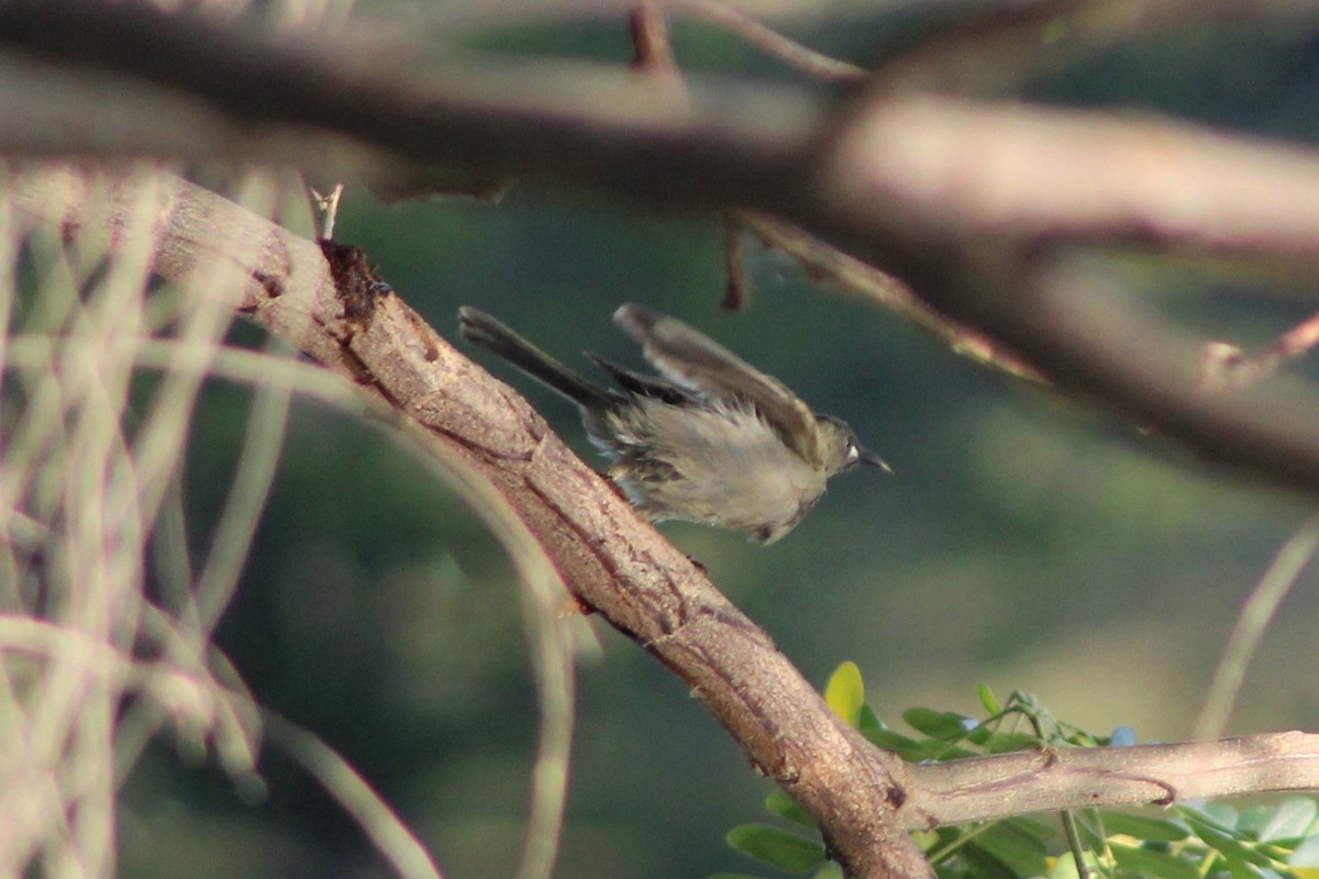 White-gaped Honeyeater - ML401715681