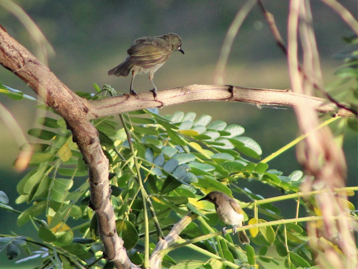 White-gaped Honeyeater - ML401715941