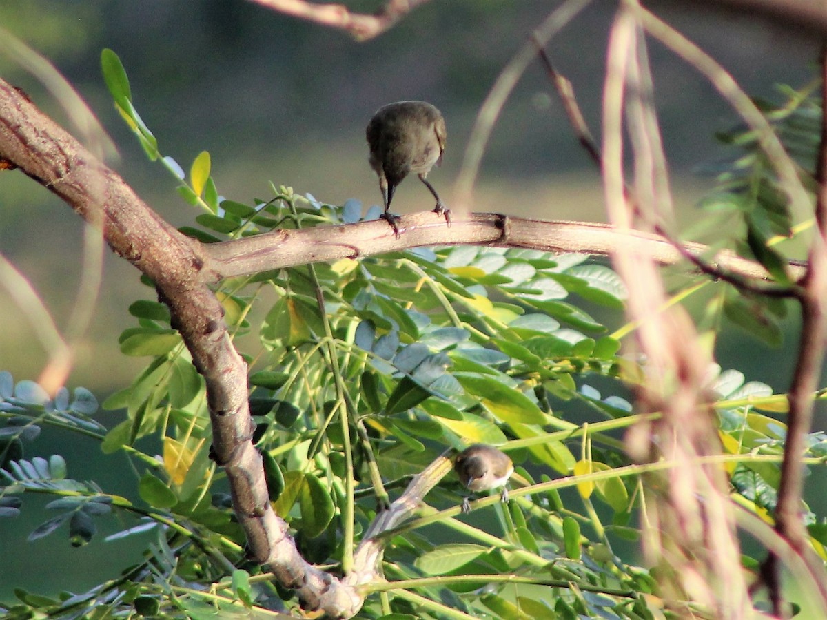 White-gaped Honeyeater - ML401715951