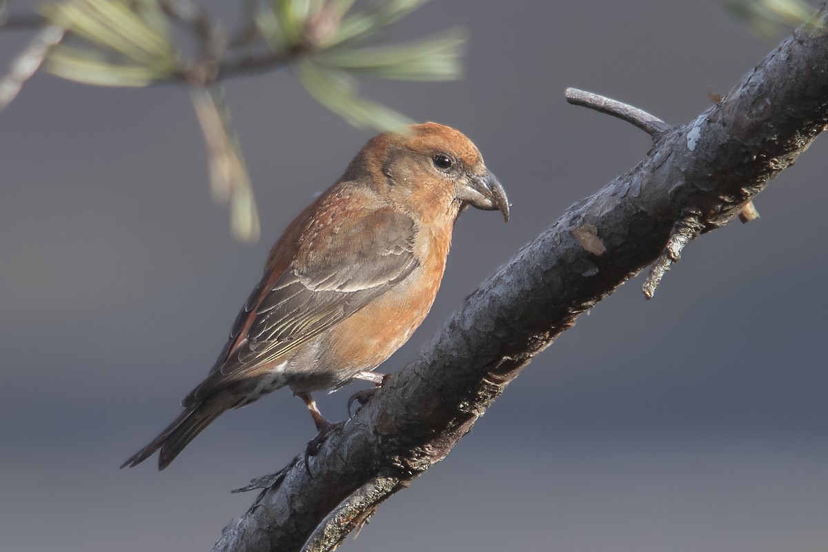 Red Crossbill - Hugo Ribeiro