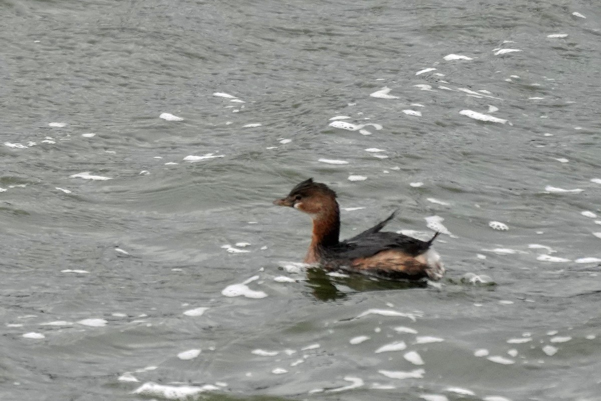 Pied-billed Grebe - ML401718701