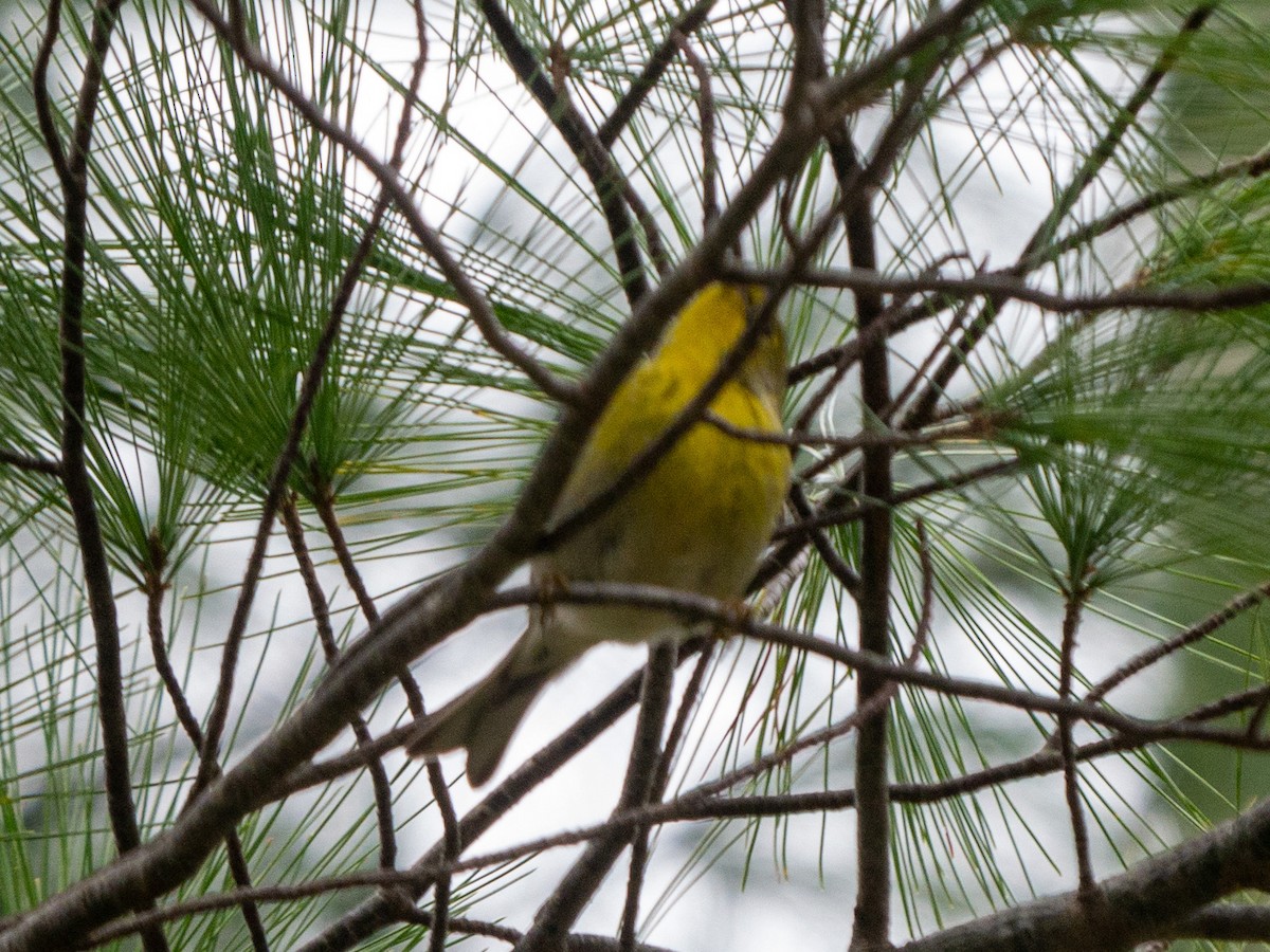 Pine Warbler - ML401720551