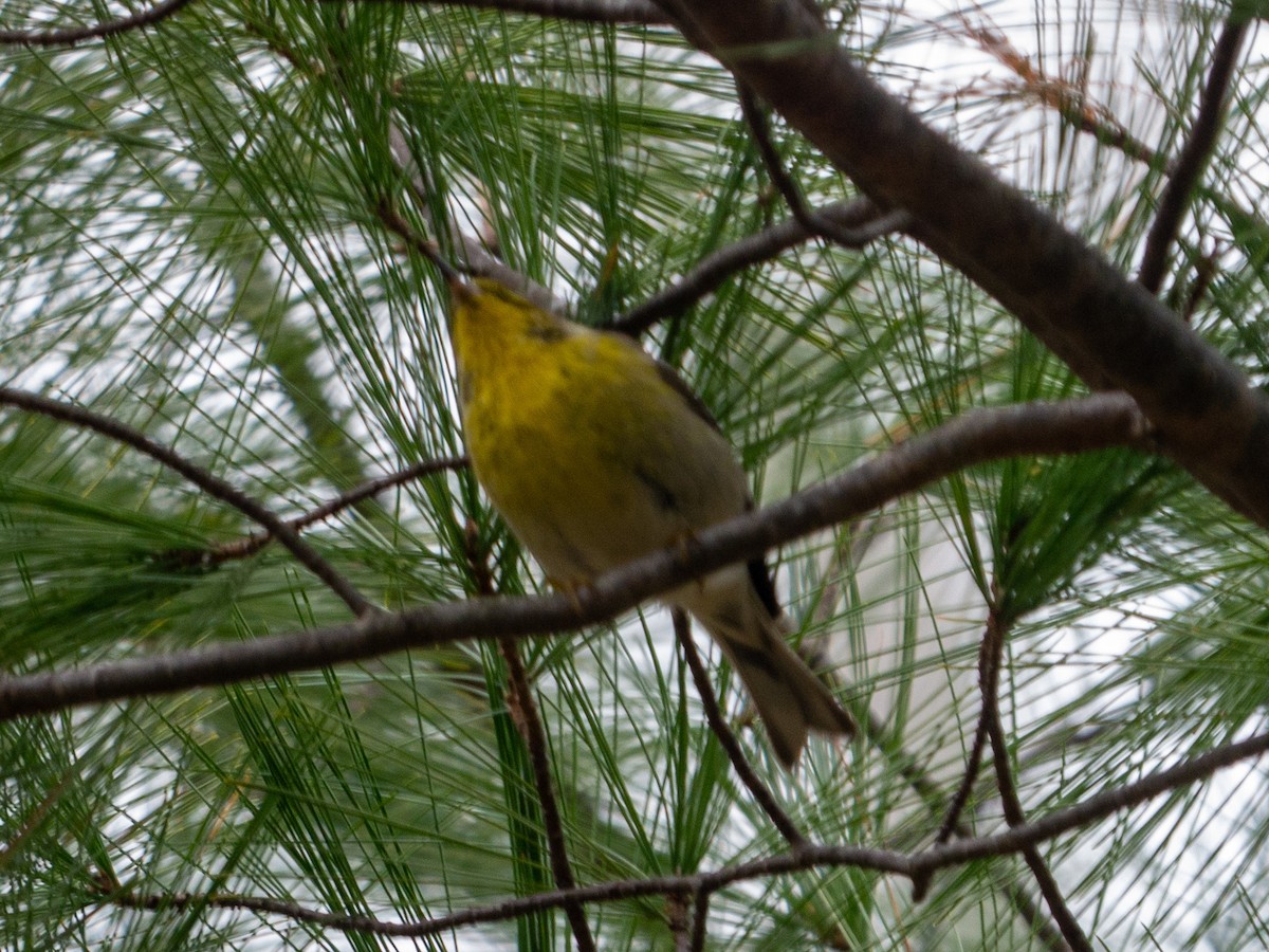 Pine Warbler - ML401720571