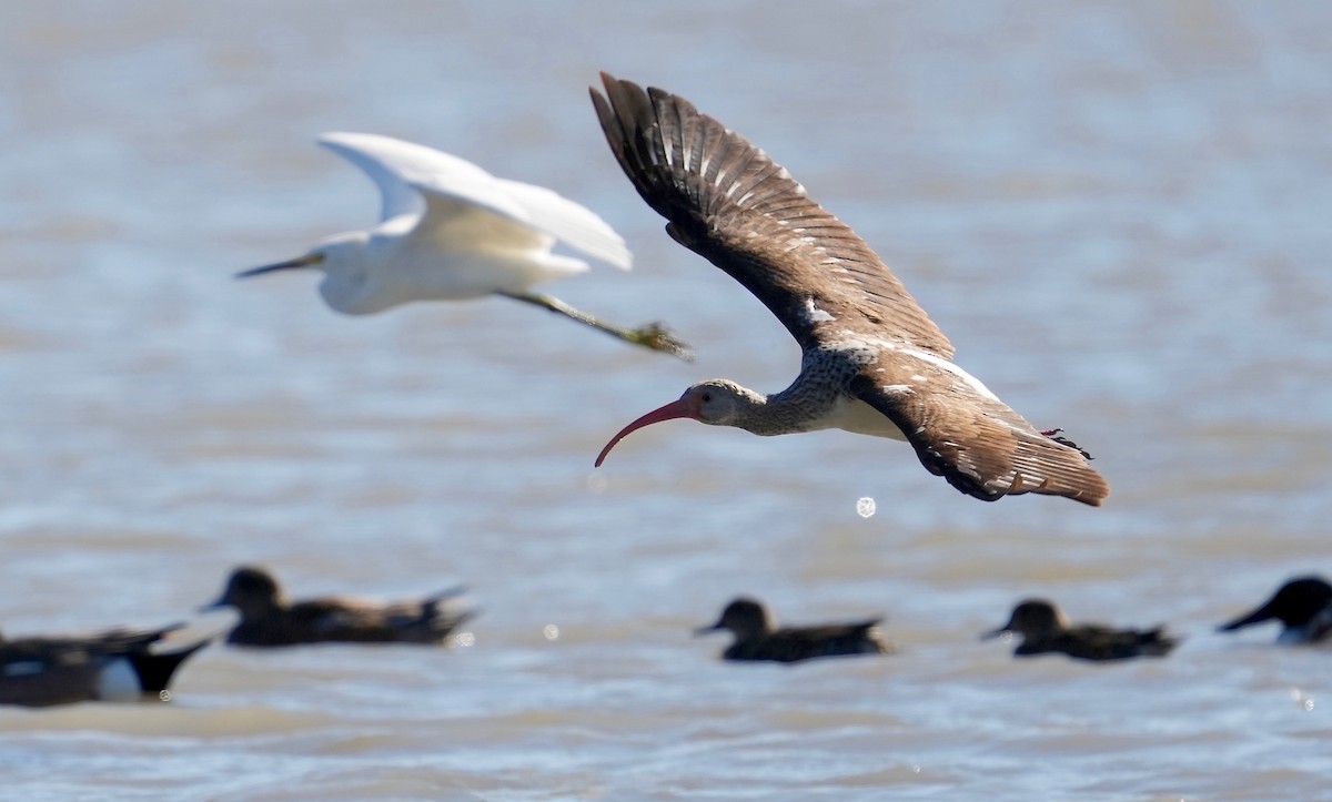 White Ibis - ML401720651