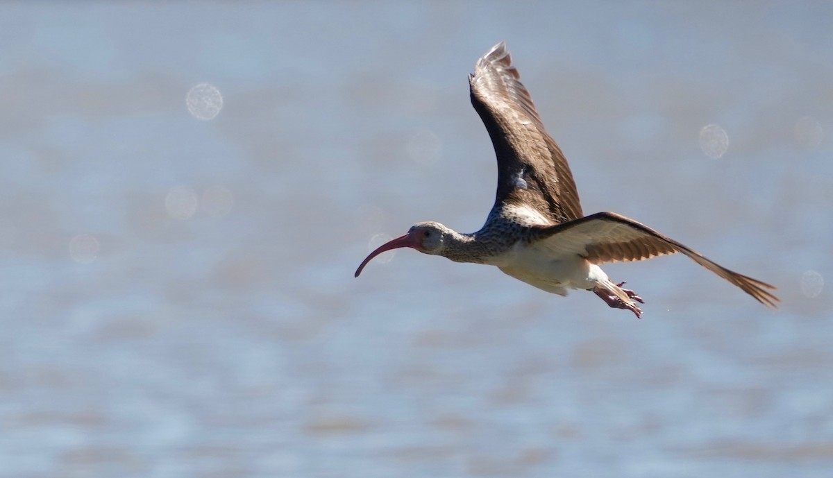 ibis bílý - ML401720781