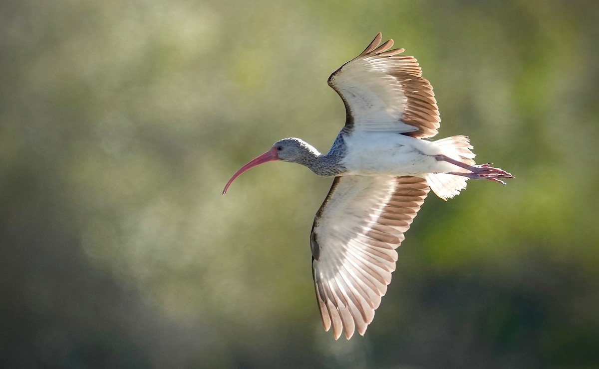ibis bílý - ML401720891