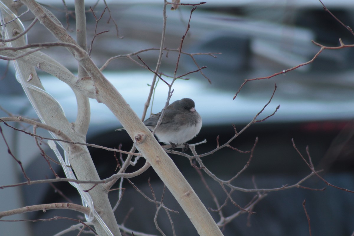 strnadec zimní (ssp. hyemalis/carolinensis) - ML401720971