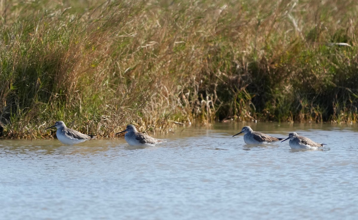 Greater Yellowlegs - Sunil Thirkannad