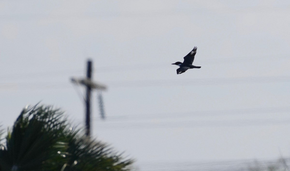 Belted Kingfisher - ML401722251