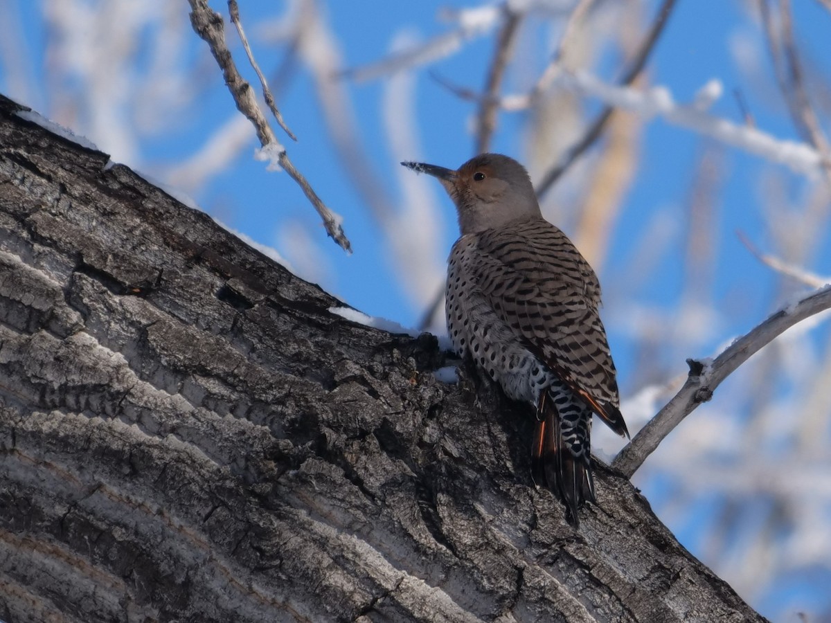 Northern Flicker - ML401723471
