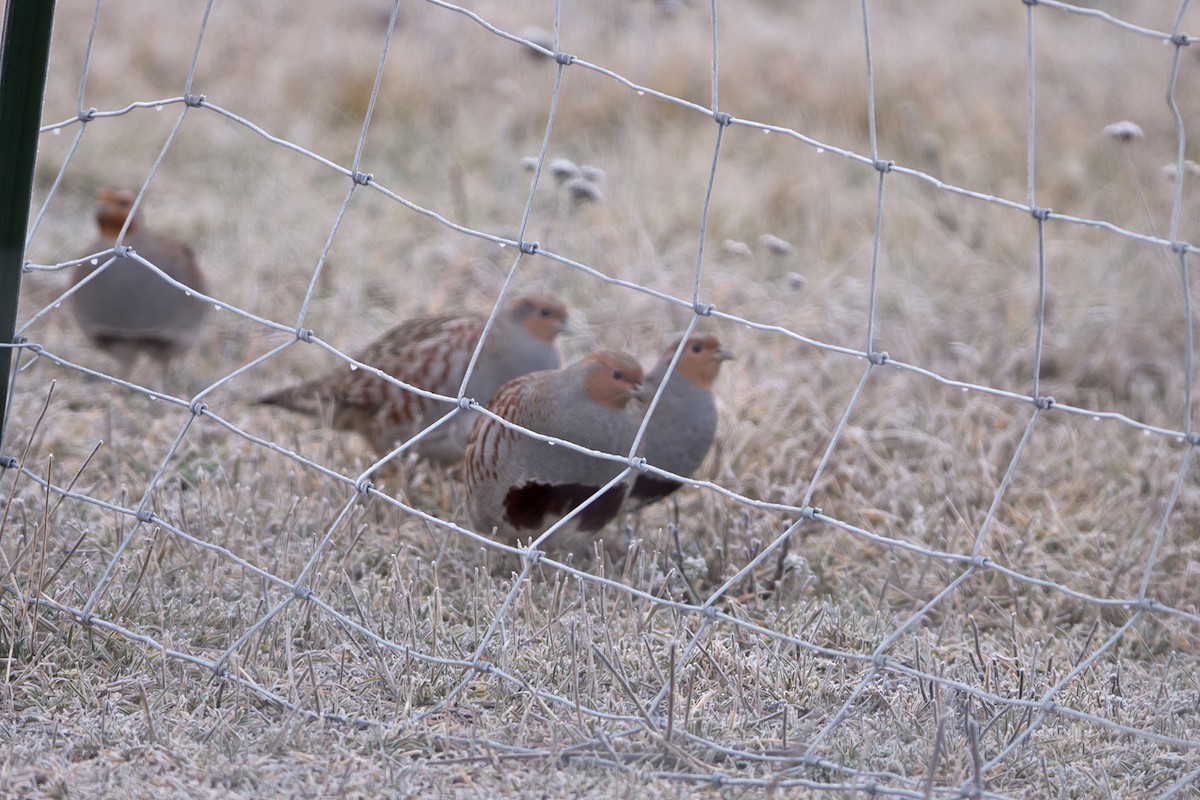 Gray Partridge - Joshua Covill