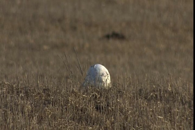 Snowy Owl - ML401724