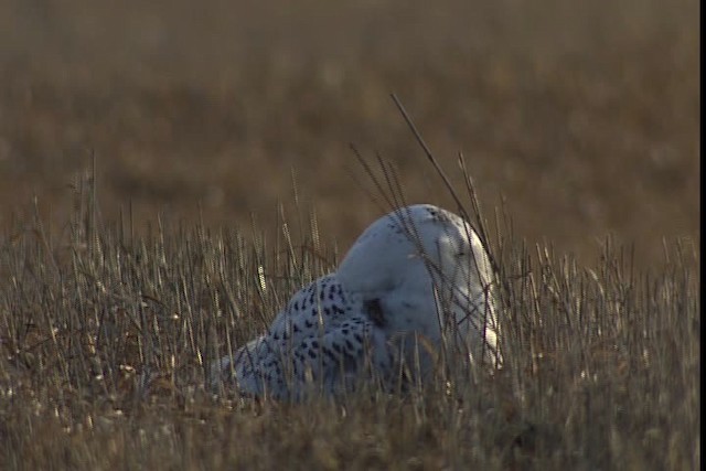 Snowy Owl - ML401725