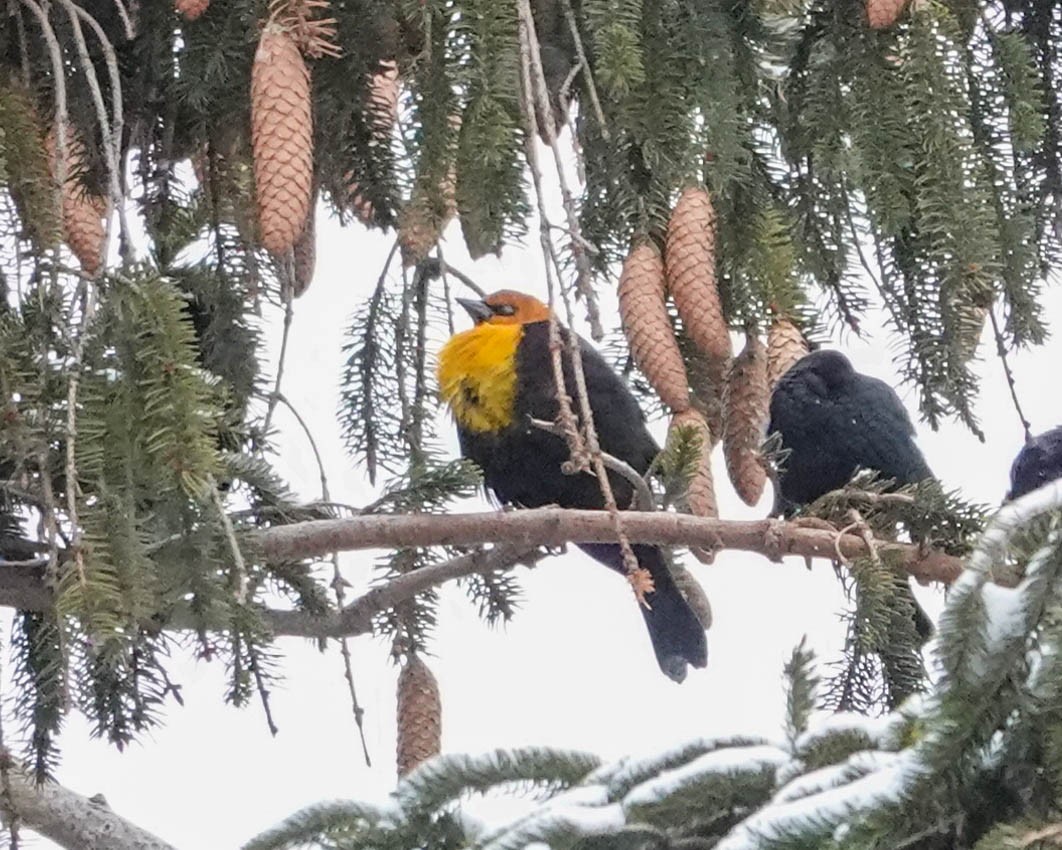 Yellow-headed Blackbird - Pat Schiller