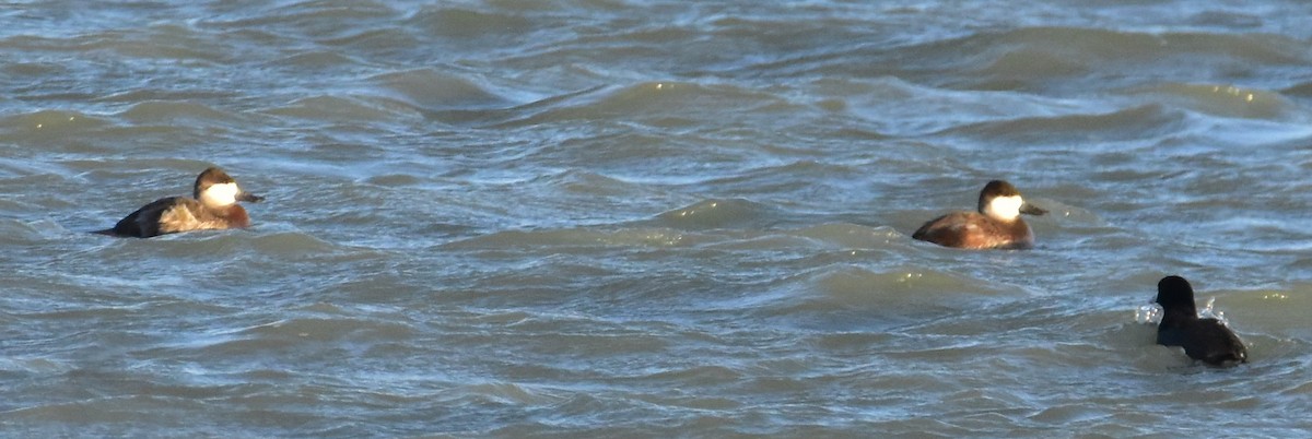 Ruddy Duck - Leonardo Guzmán (Kingfisher Birdwatching Nuevo León)