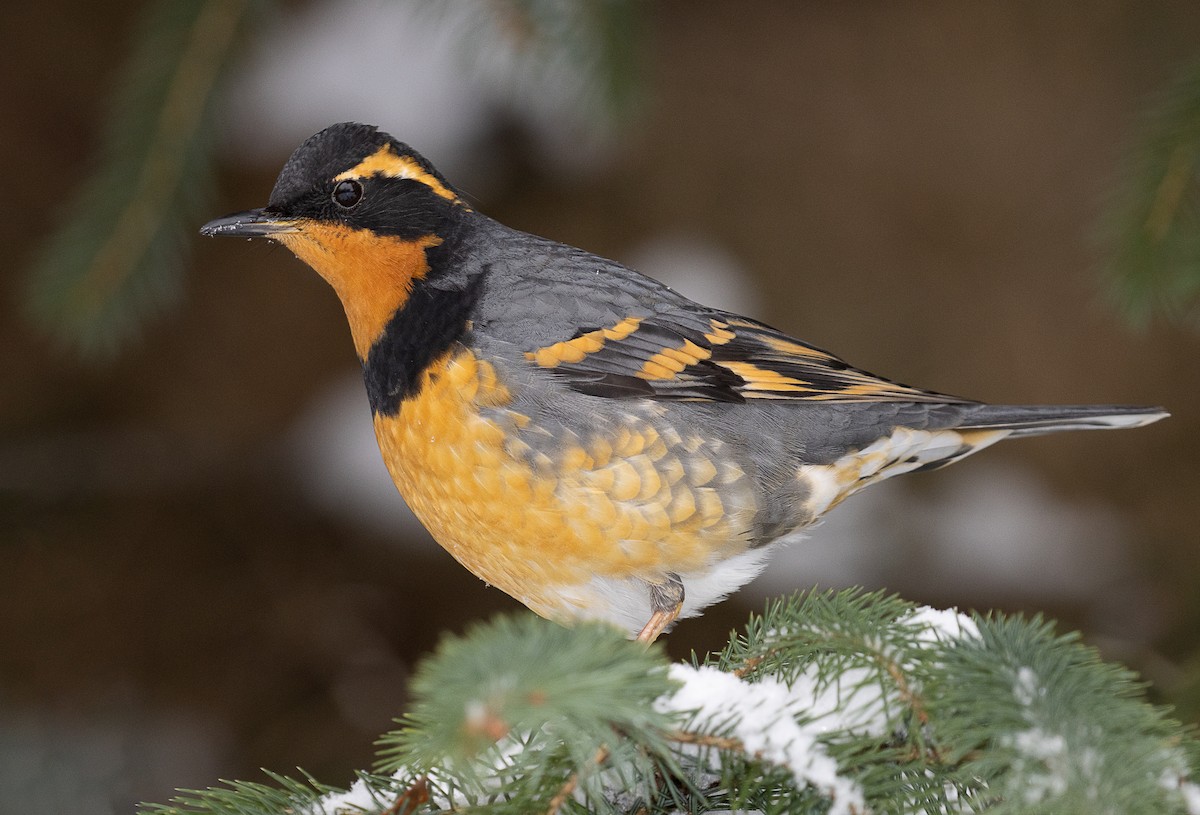 Varied Thrush - ML401726571