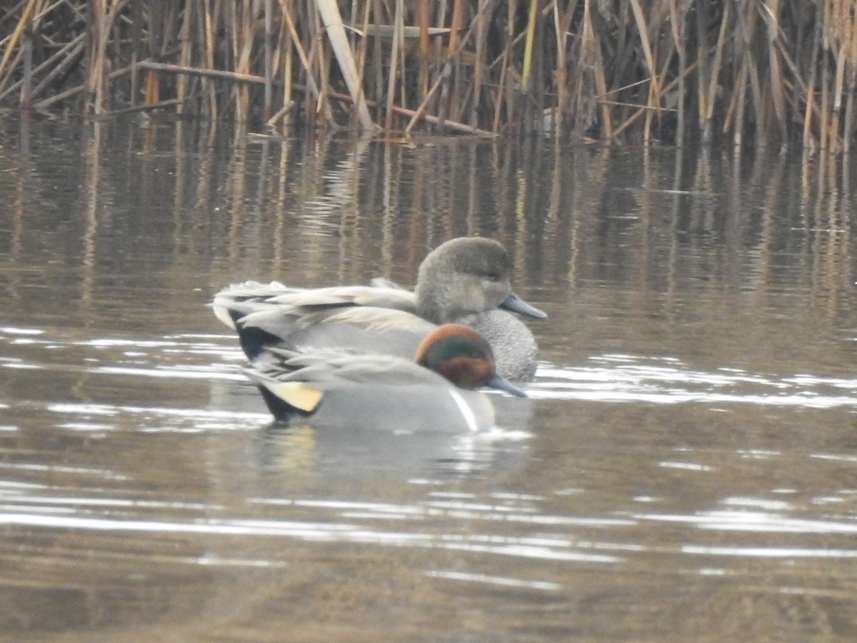 Green-winged Teal - ML401727271