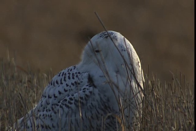 Snowy Owl - ML401728