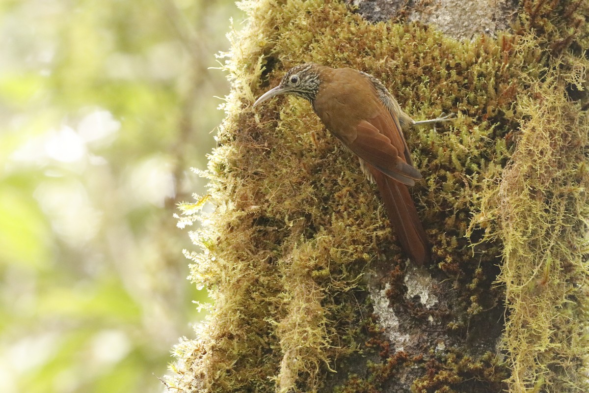 Montane Woodcreeper - ML401728641