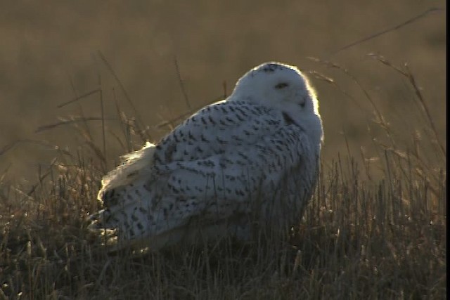 Snowy Owl - ML401730