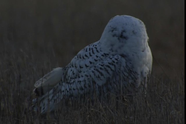 Snowy Owl - ML401731