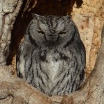 Western Screech-Owl - ML401731781