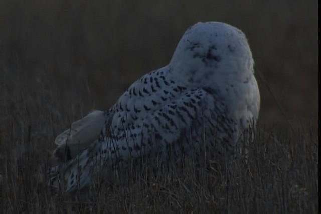 Snowy Owl - ML401732