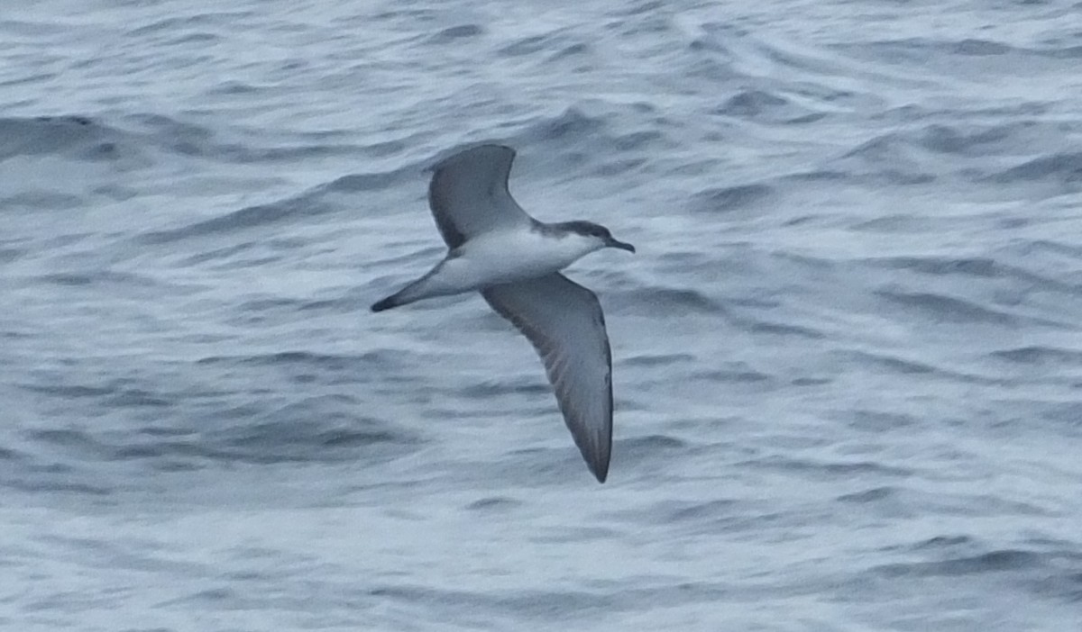 Buller's Shearwater - Jeff Stephenson