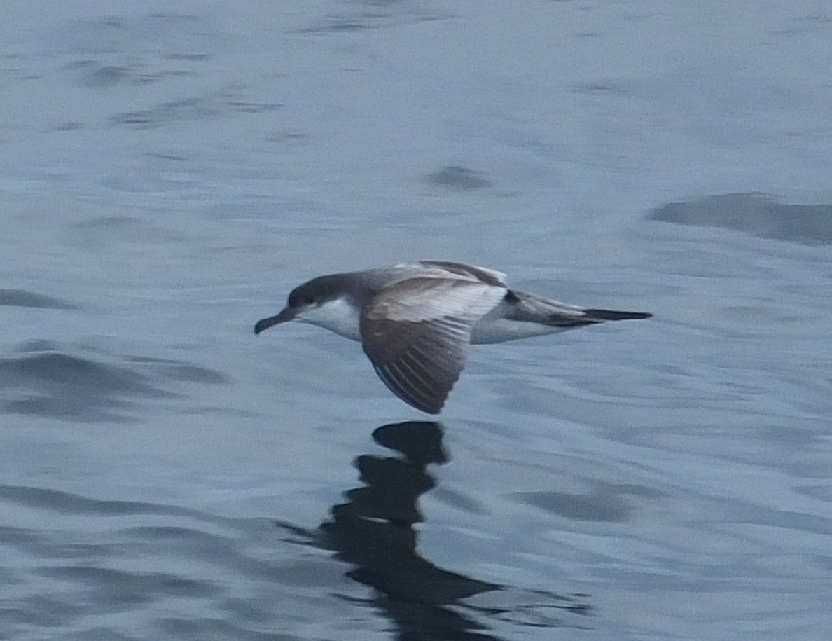 Buller's Shearwater - ML40173271