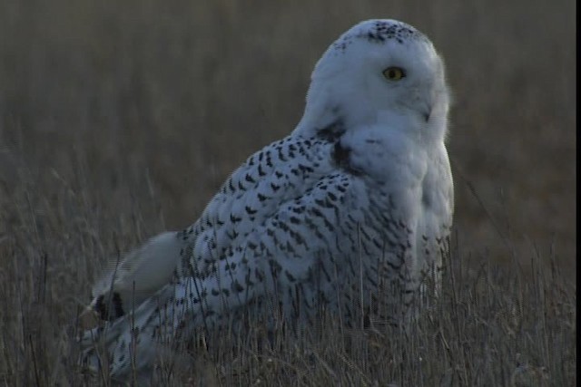 Snowy Owl - ML401733