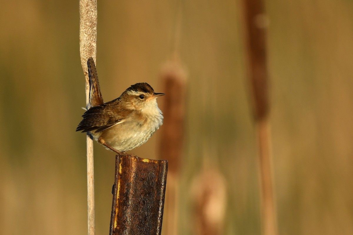 Sumpfzaunkönig [palustris-Gruppe] - ML401733561