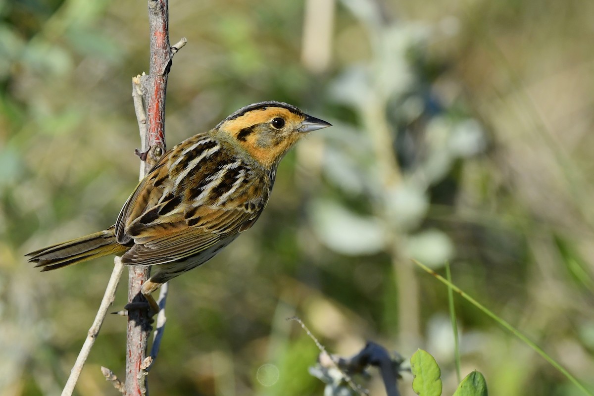 Nelson's Sparrow (Interior) - ML401735031